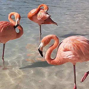Palmita Oranjestad